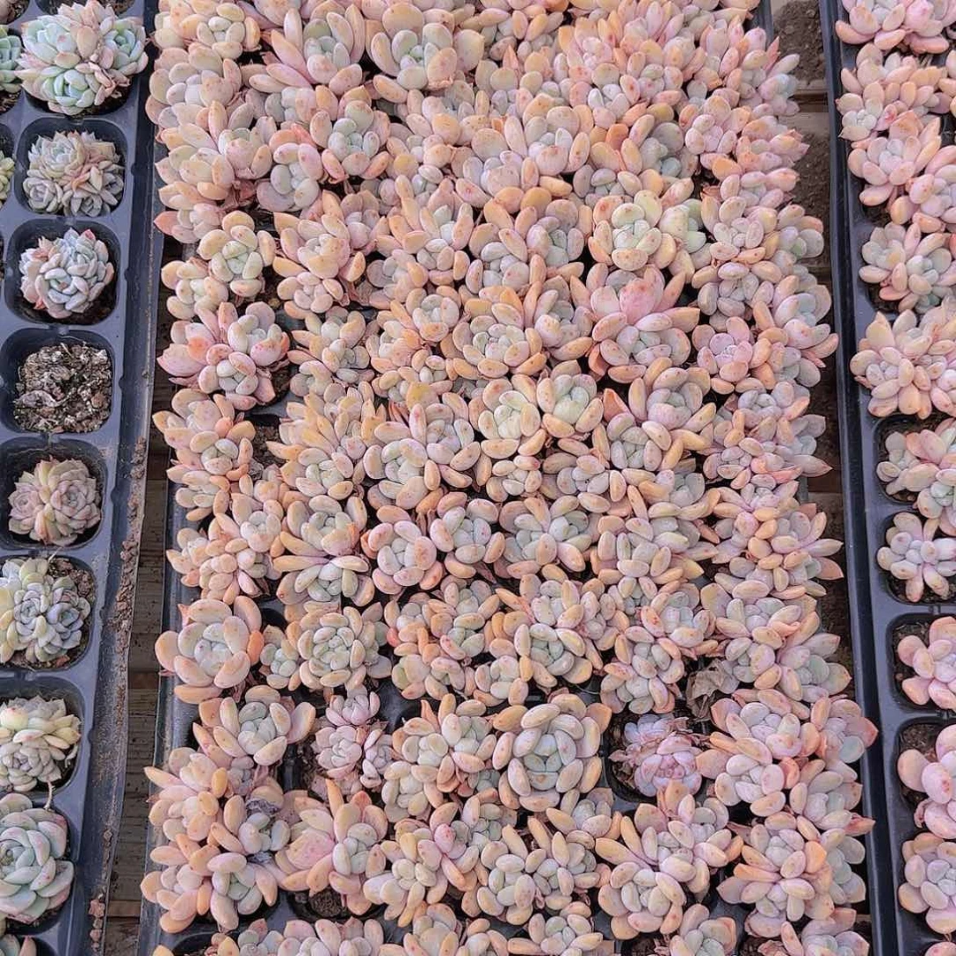 直播一物一拍多肉154