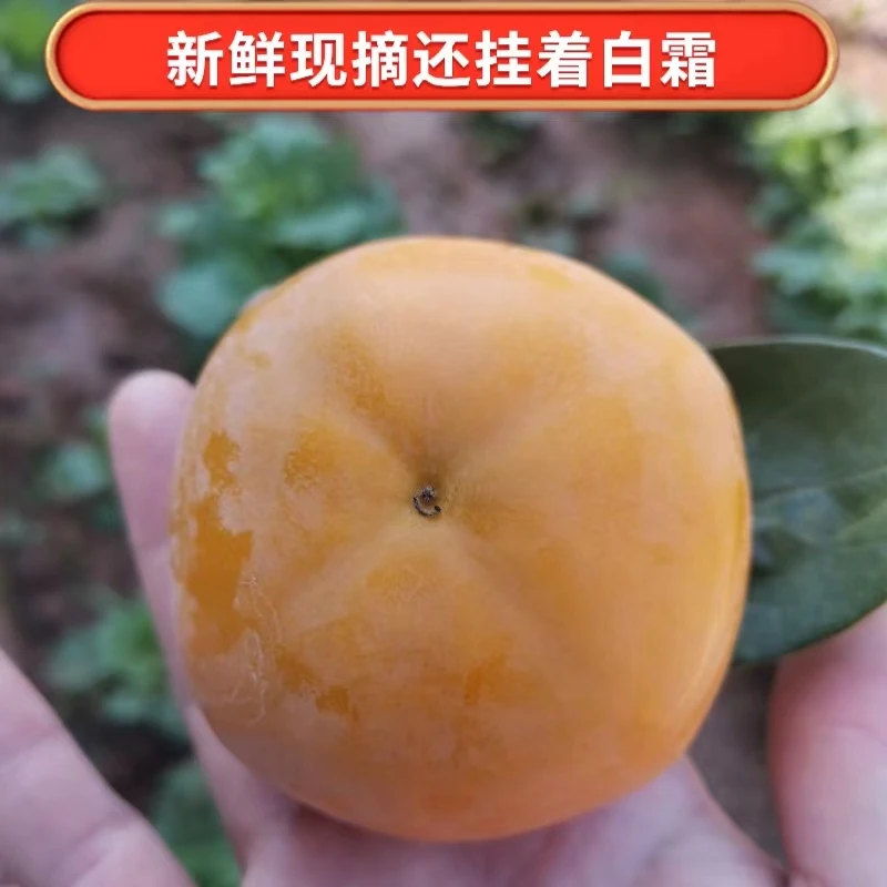 蓟县脆甜柿子巧克力柿子新鲜甜柿硬柿子当季现摘应季水果非揽柿子