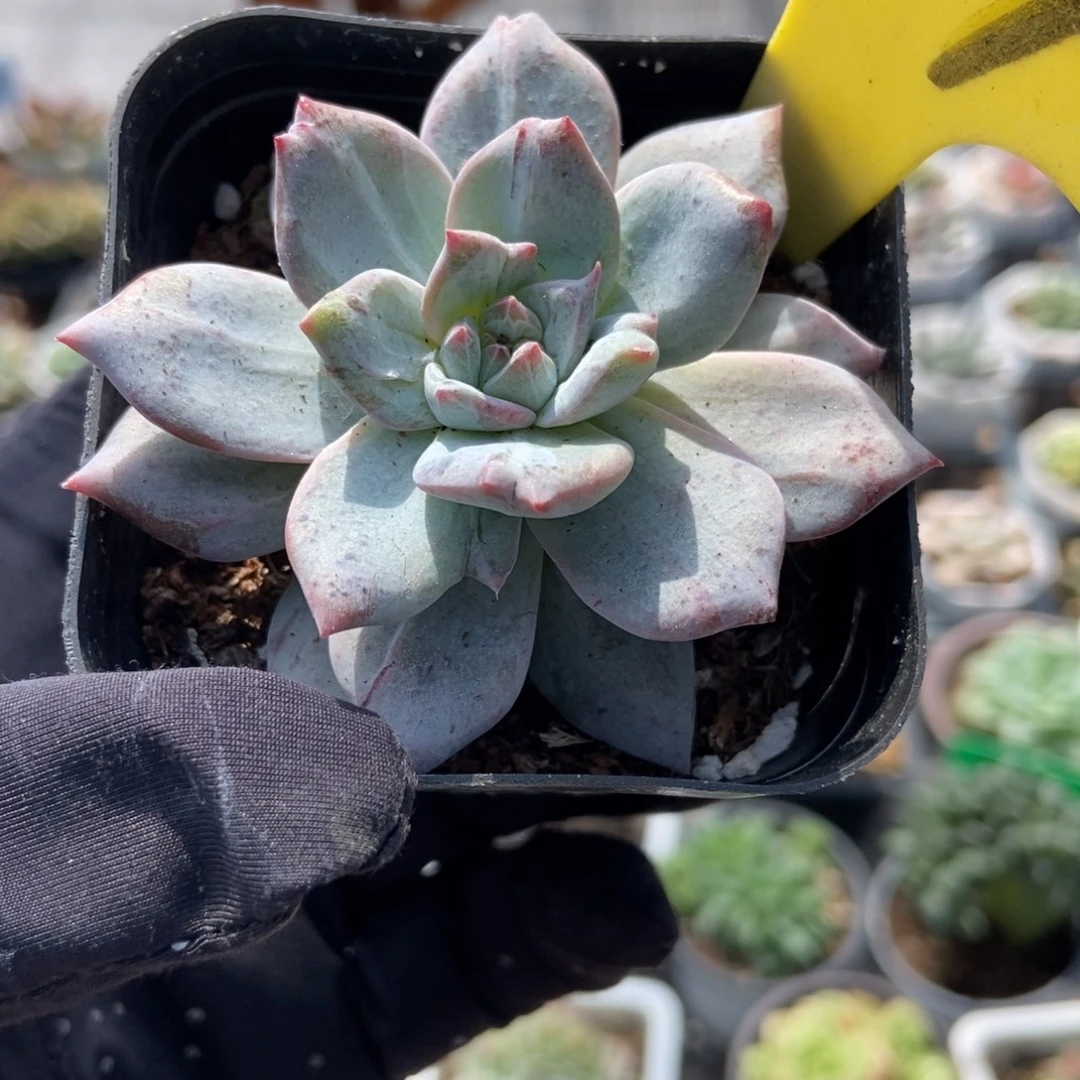 14粉蓝鸟石化多肉植物