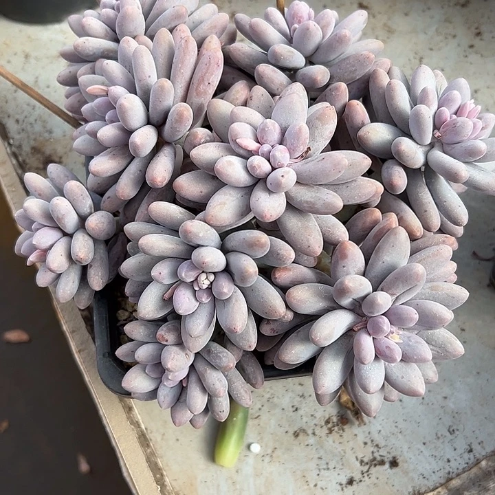 汤圆群生多头多肉