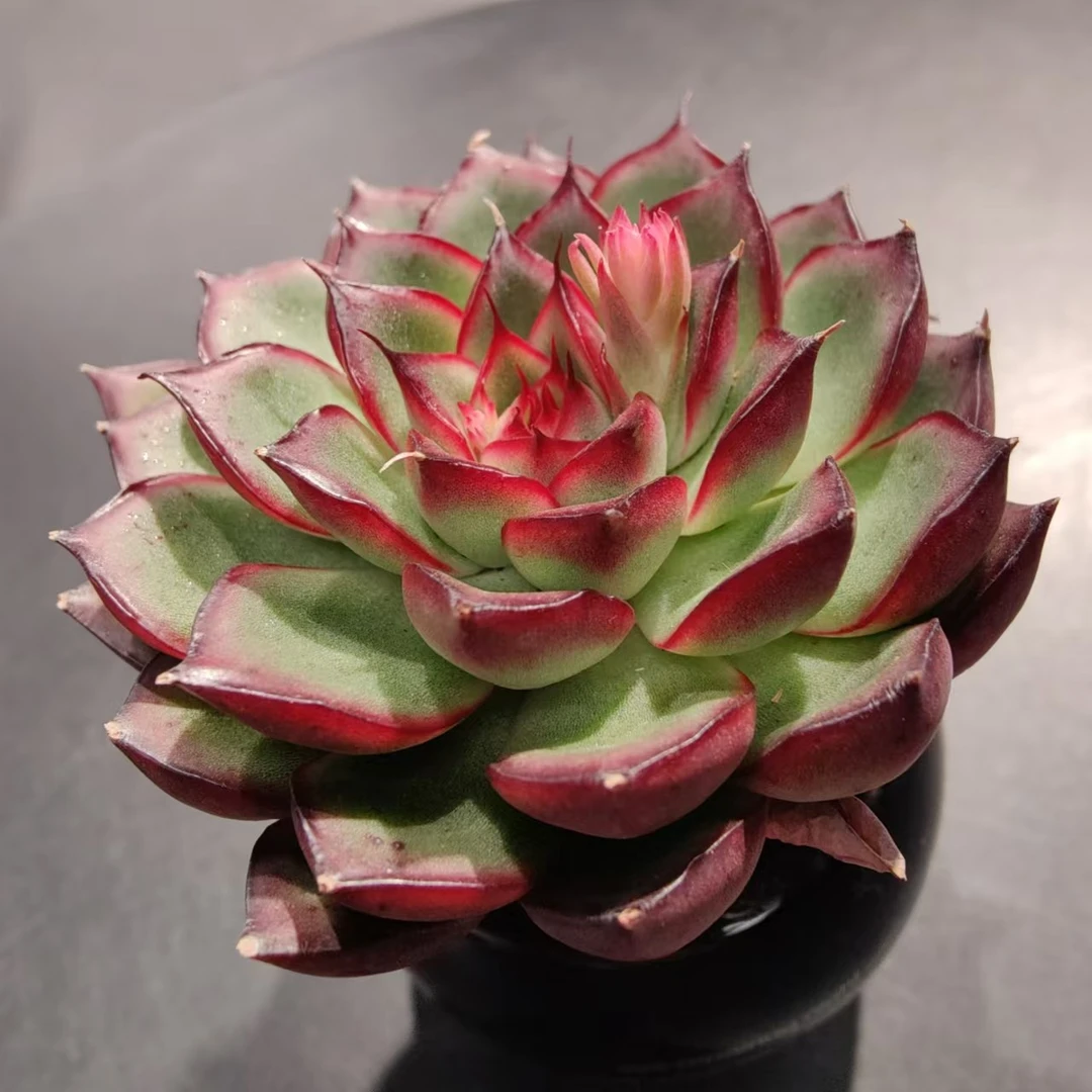 【直播专享】无土多肉--星星火SP（1颗）