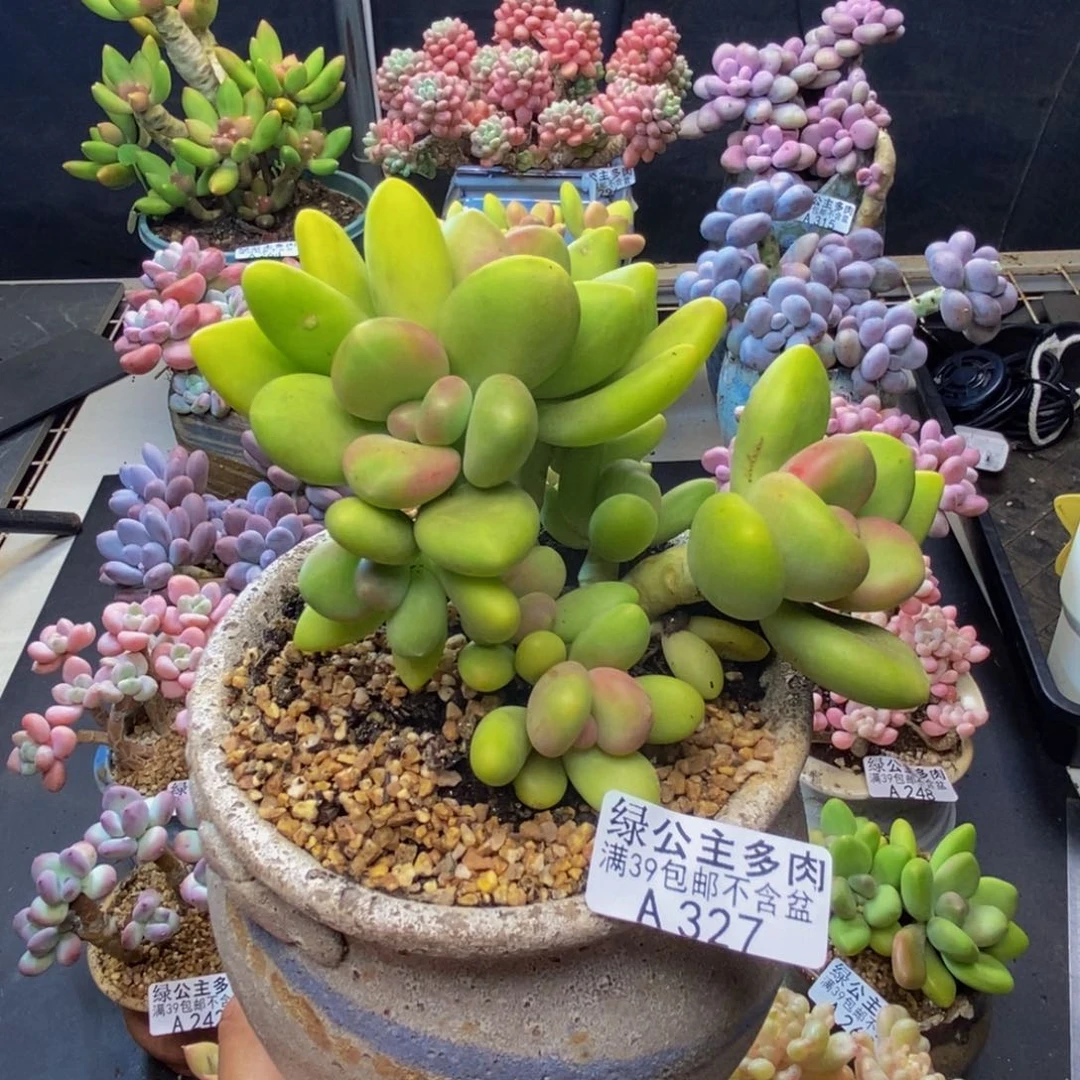 327芒果奶多肉10cm