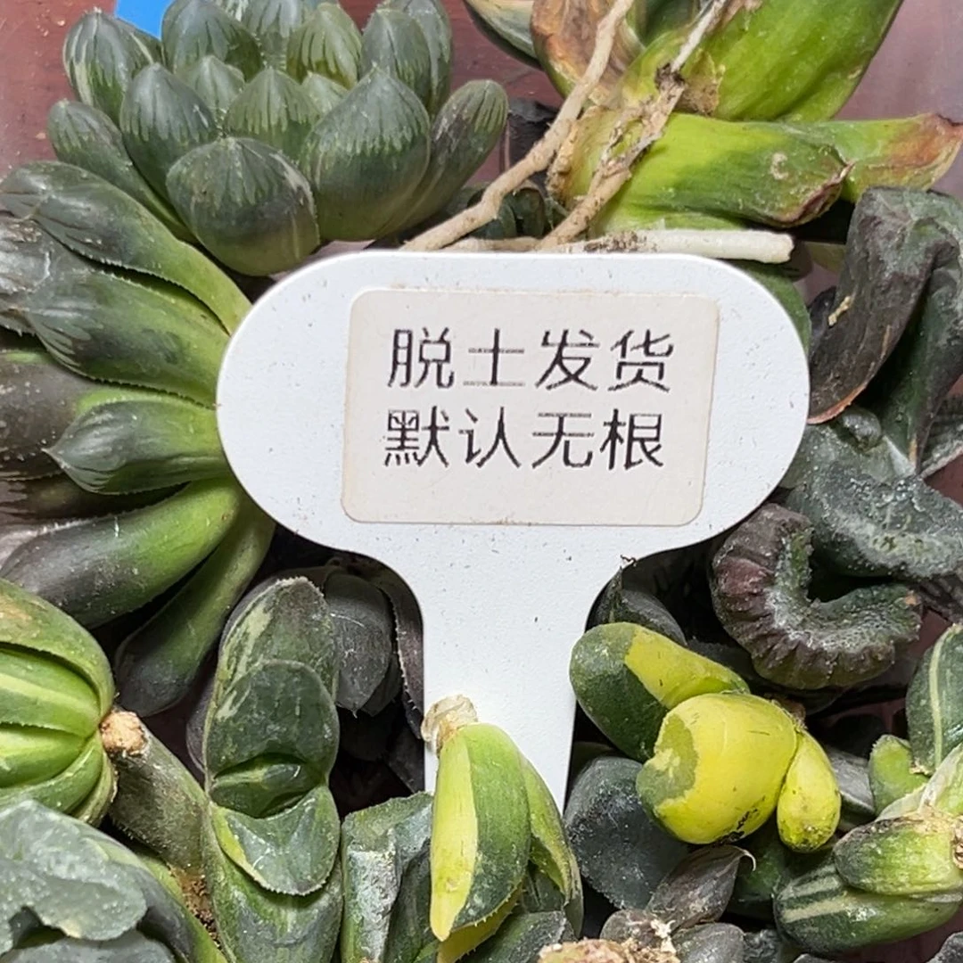 包*恭喜发财大吉大利562