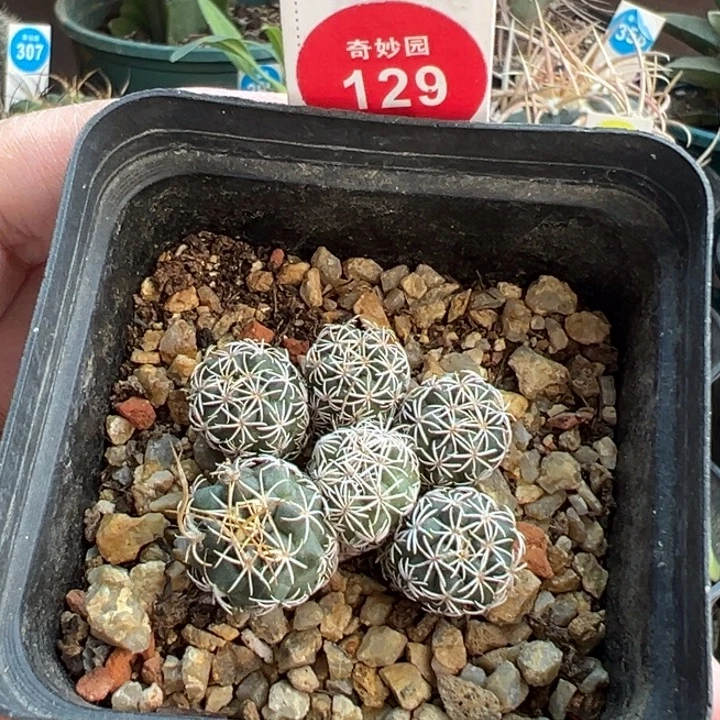 实生长城丸娇丽群有斑