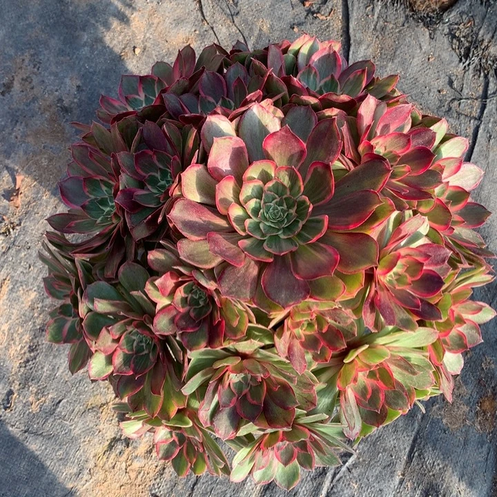 不包损11号莲花座老桩