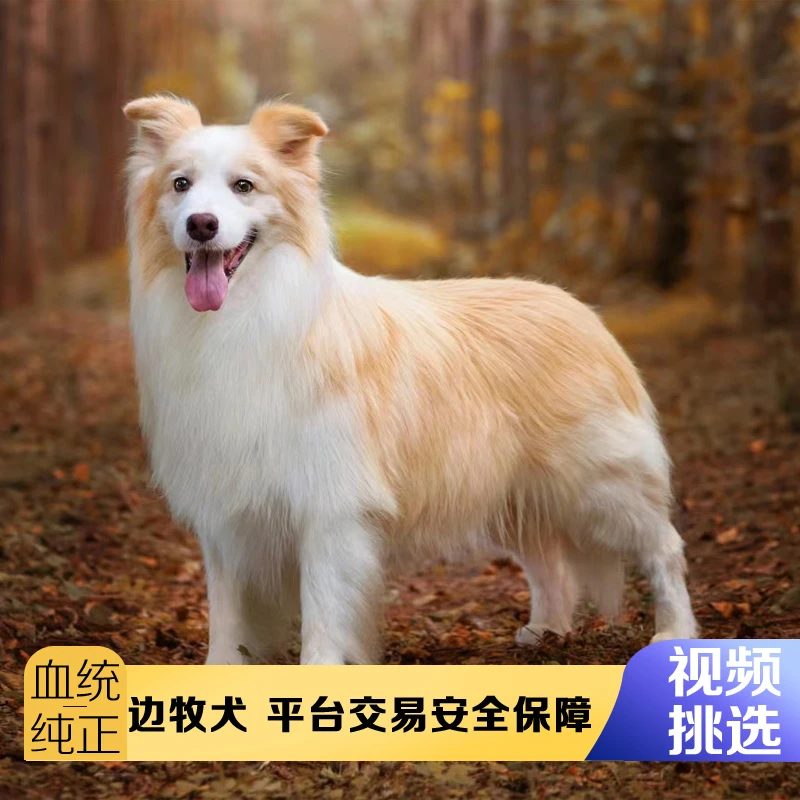 纯种边牧幼犬活犬蓝陨石色边境牧羊犬金边活体七白三通边牧宠物狗