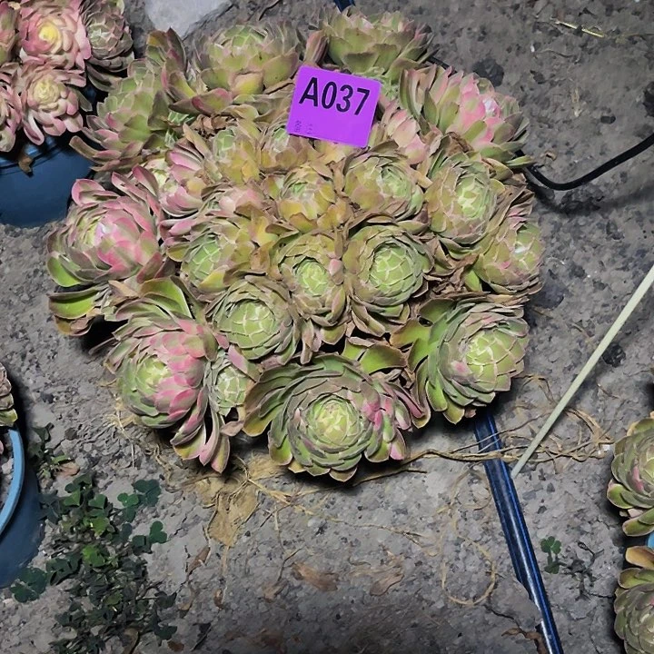 清***浅万紫法师16/37包邮