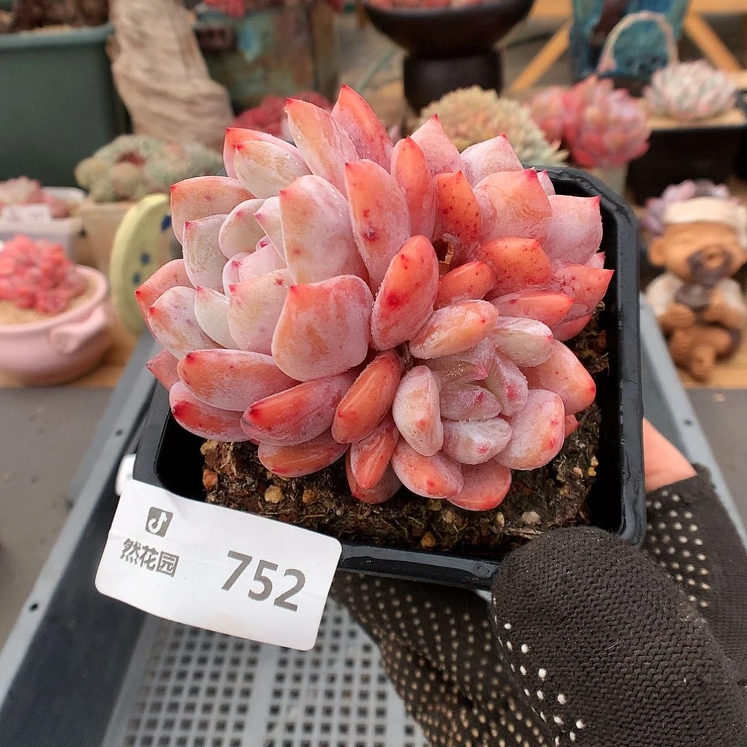 752雪天使多肉植物6666