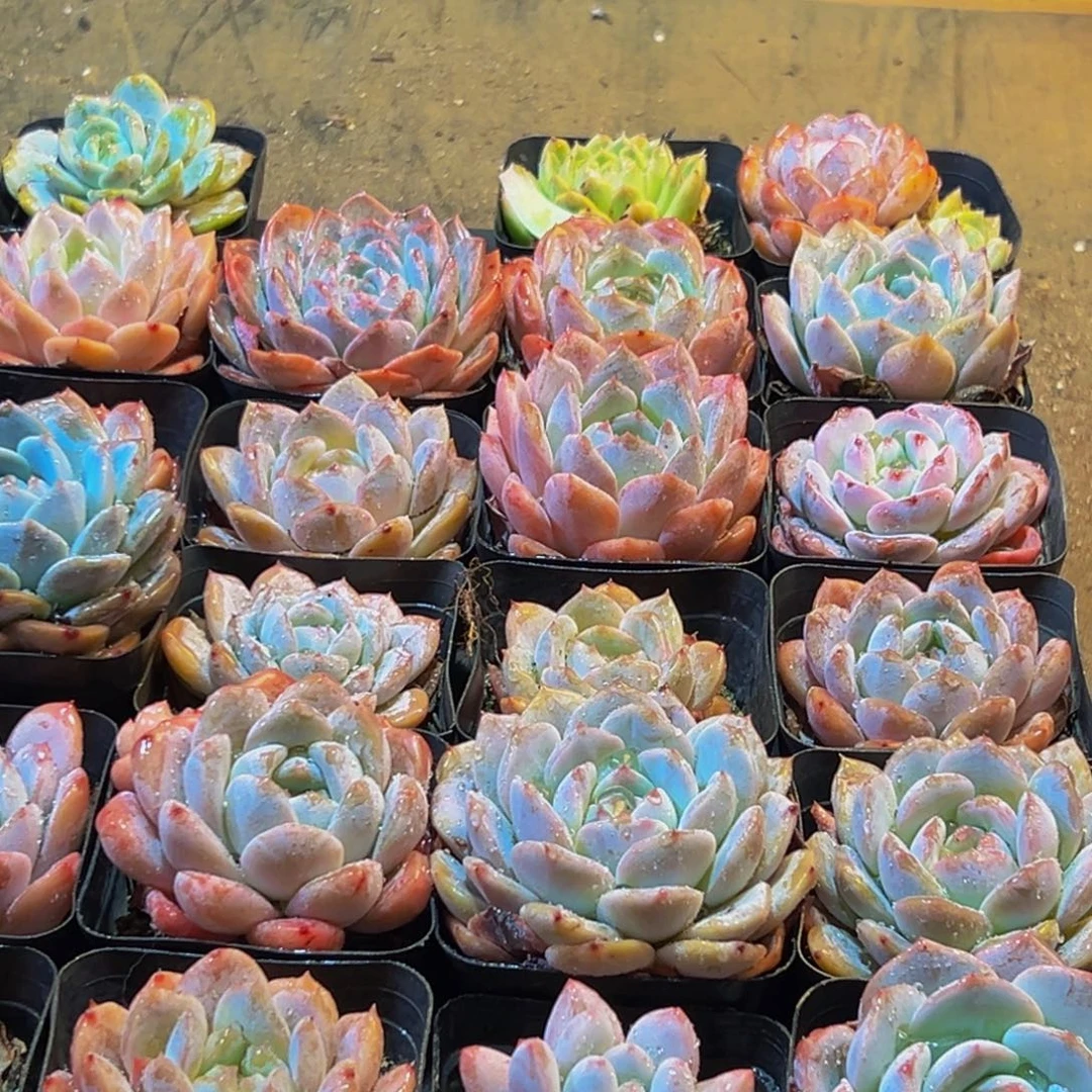 050多肉领导的关心支持