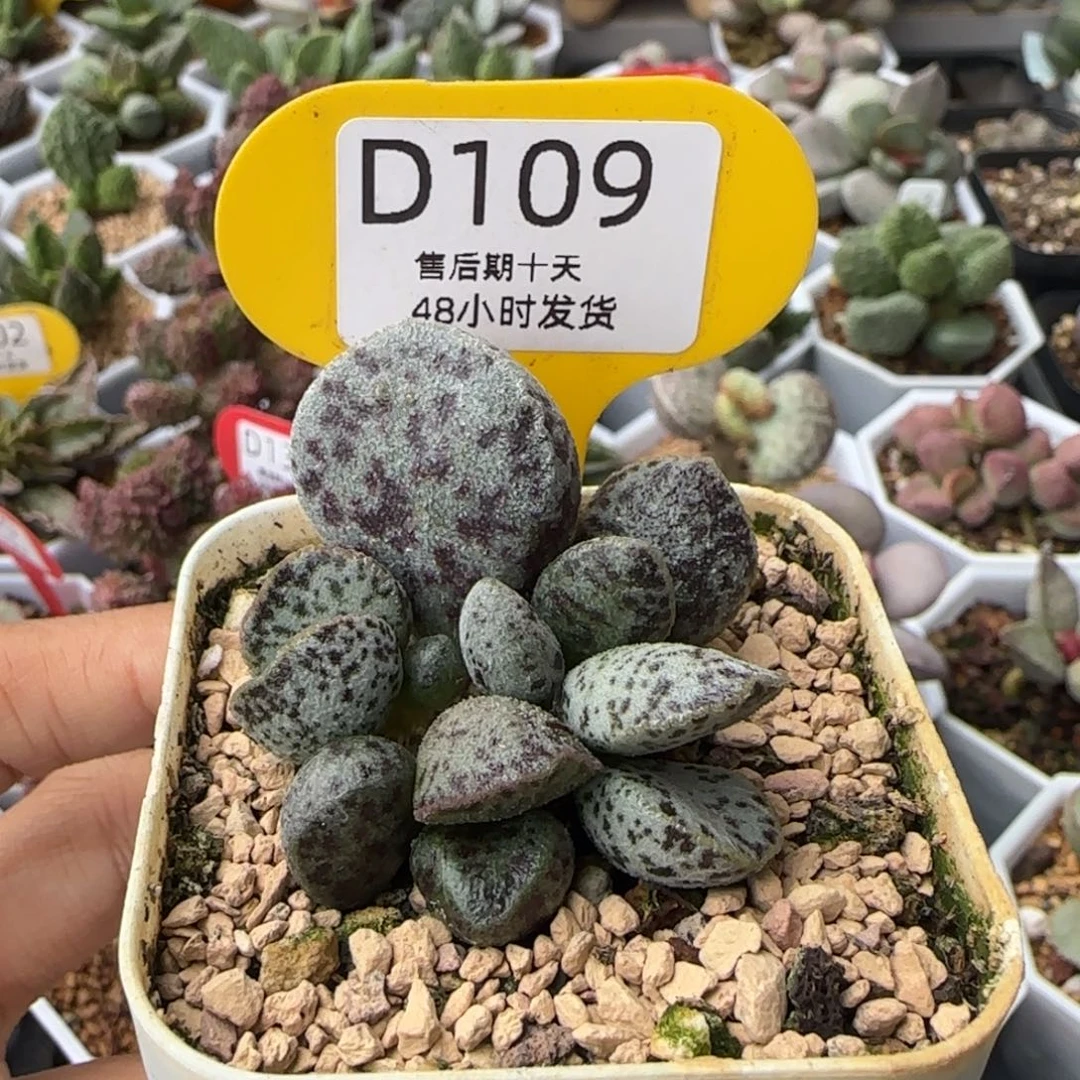 白马蛋。   109。