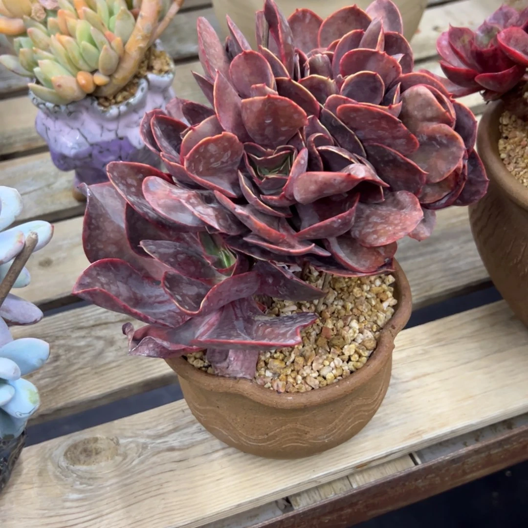 若涛28 零零多肉植物