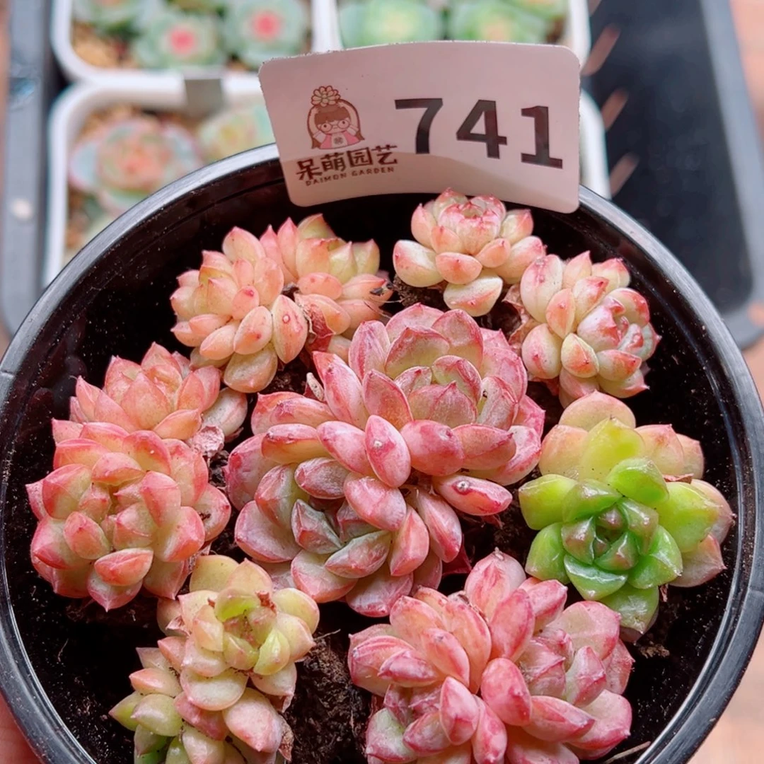 多肉植物多肉植物