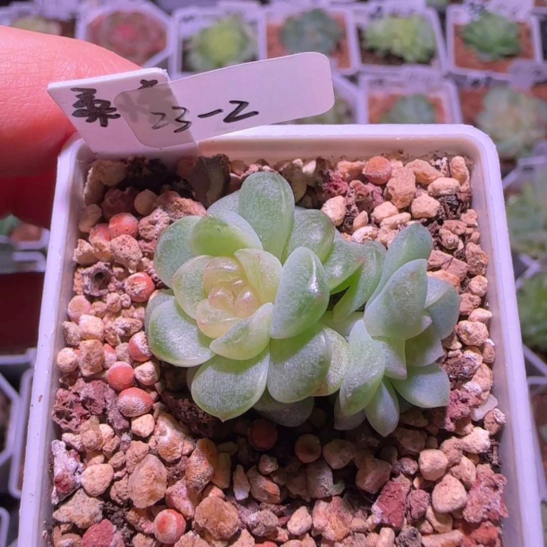 ****茶柔情双头23-2多肉