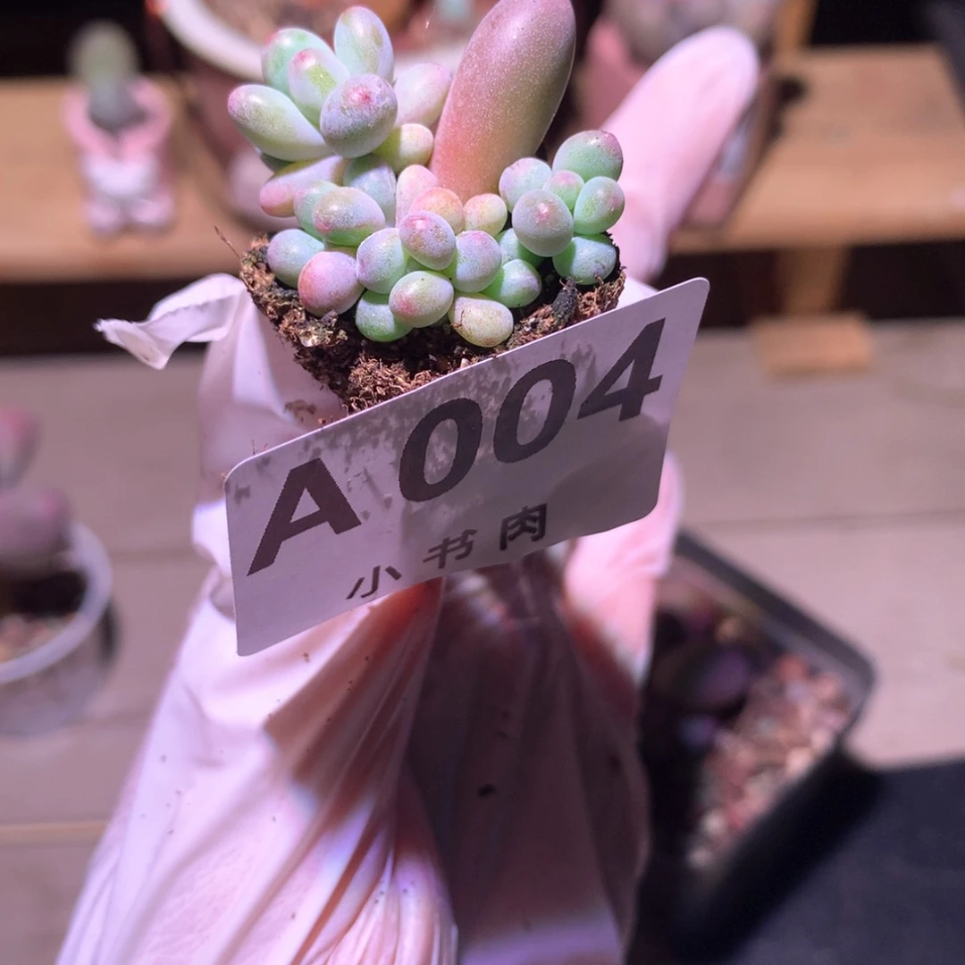 004，苹果奶酪多肉