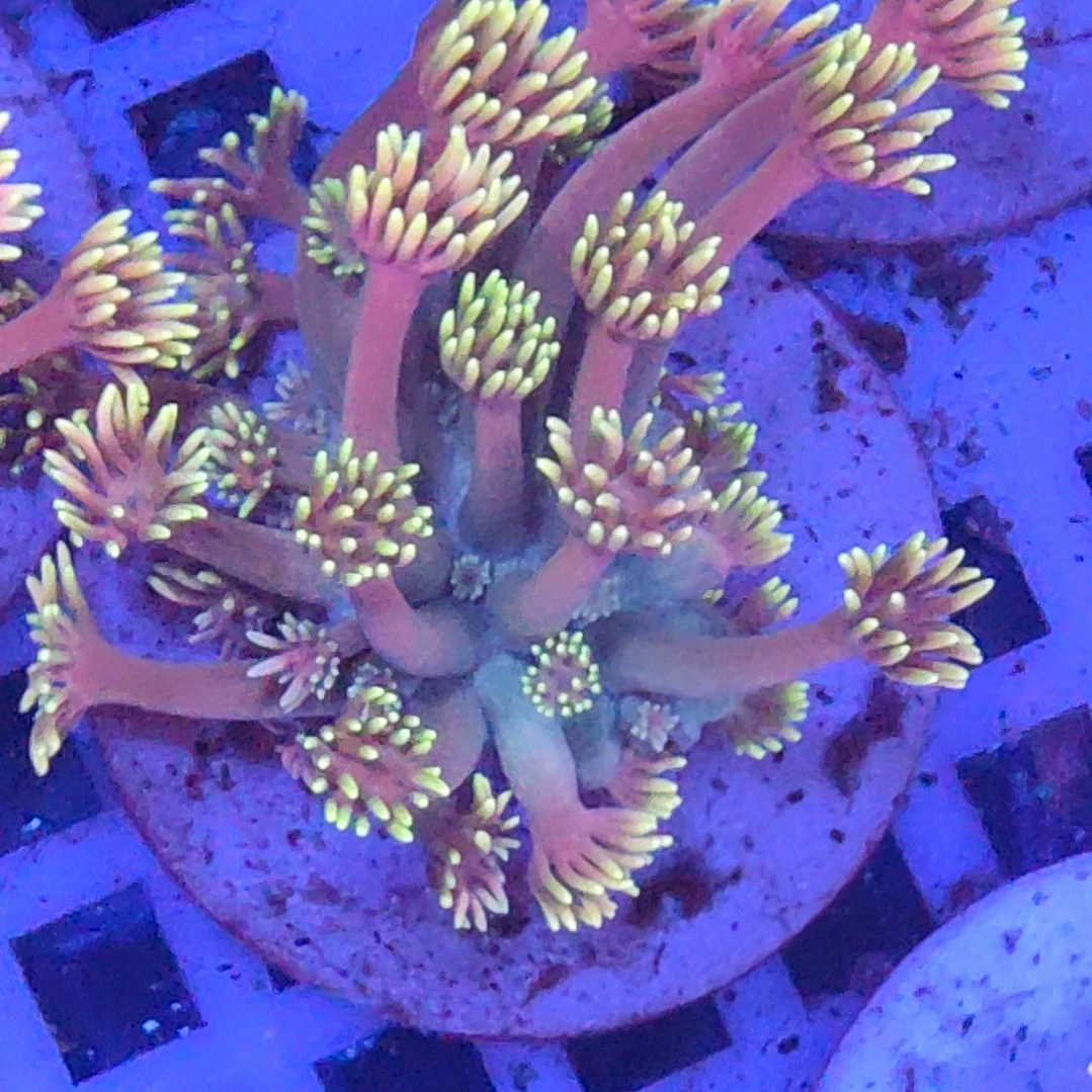 智海海洋 活体不支持退货不包邮