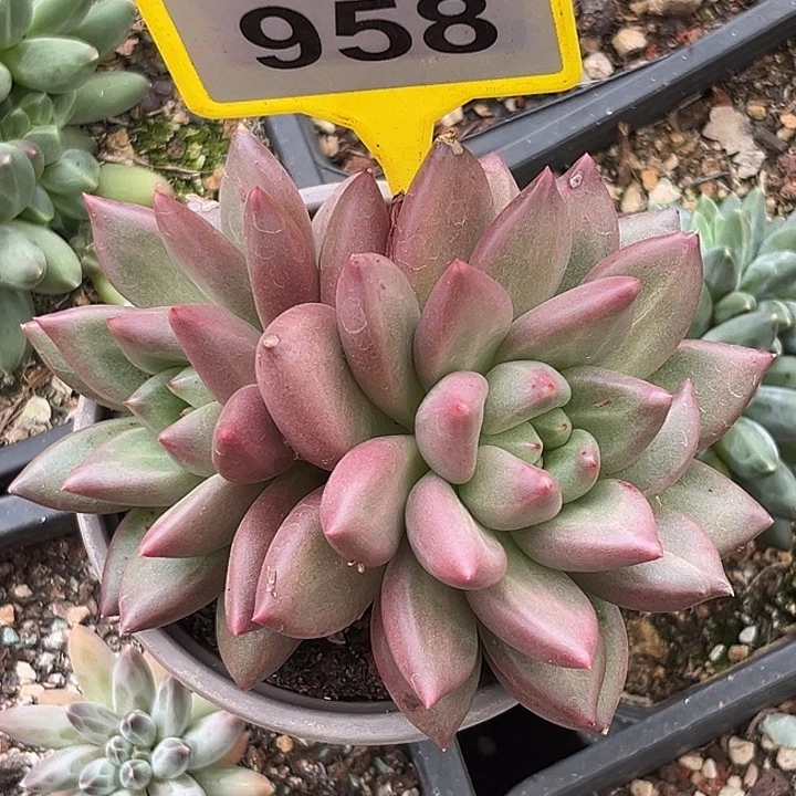 多肉植物米其林群958