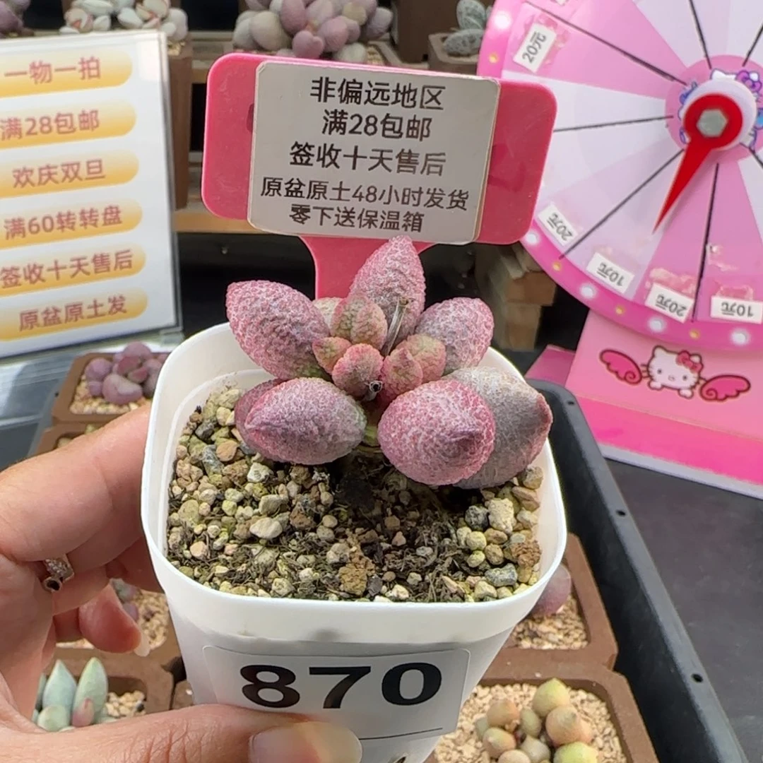 870糖果多肉的植物