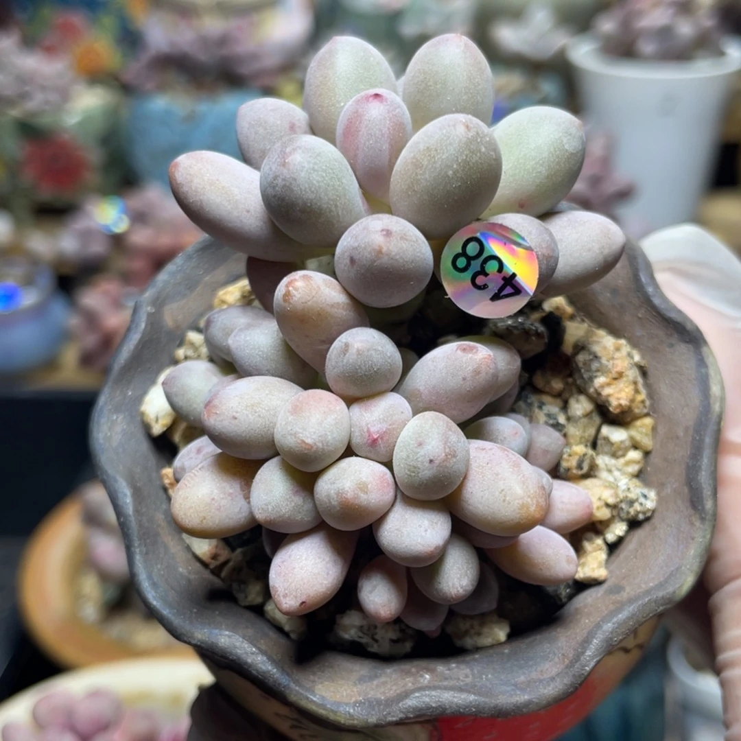 仙子奶酪出奶尖多肉