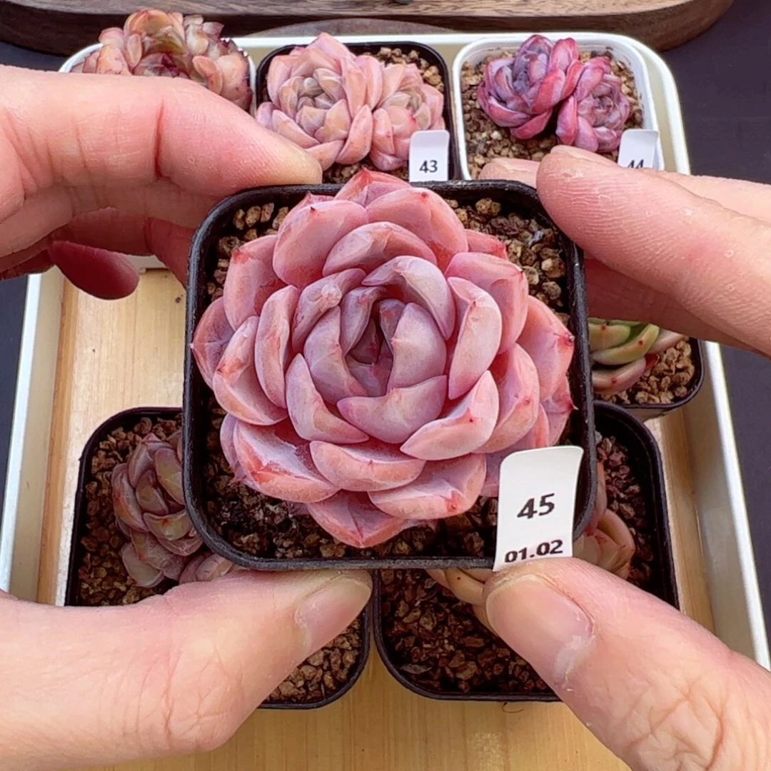 好好看45、哈哈哈哈