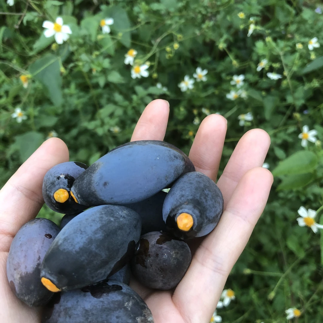 广东增城老树新鲜乌榄增城十大特产黑橄榄油橄榄下饭神器小菜