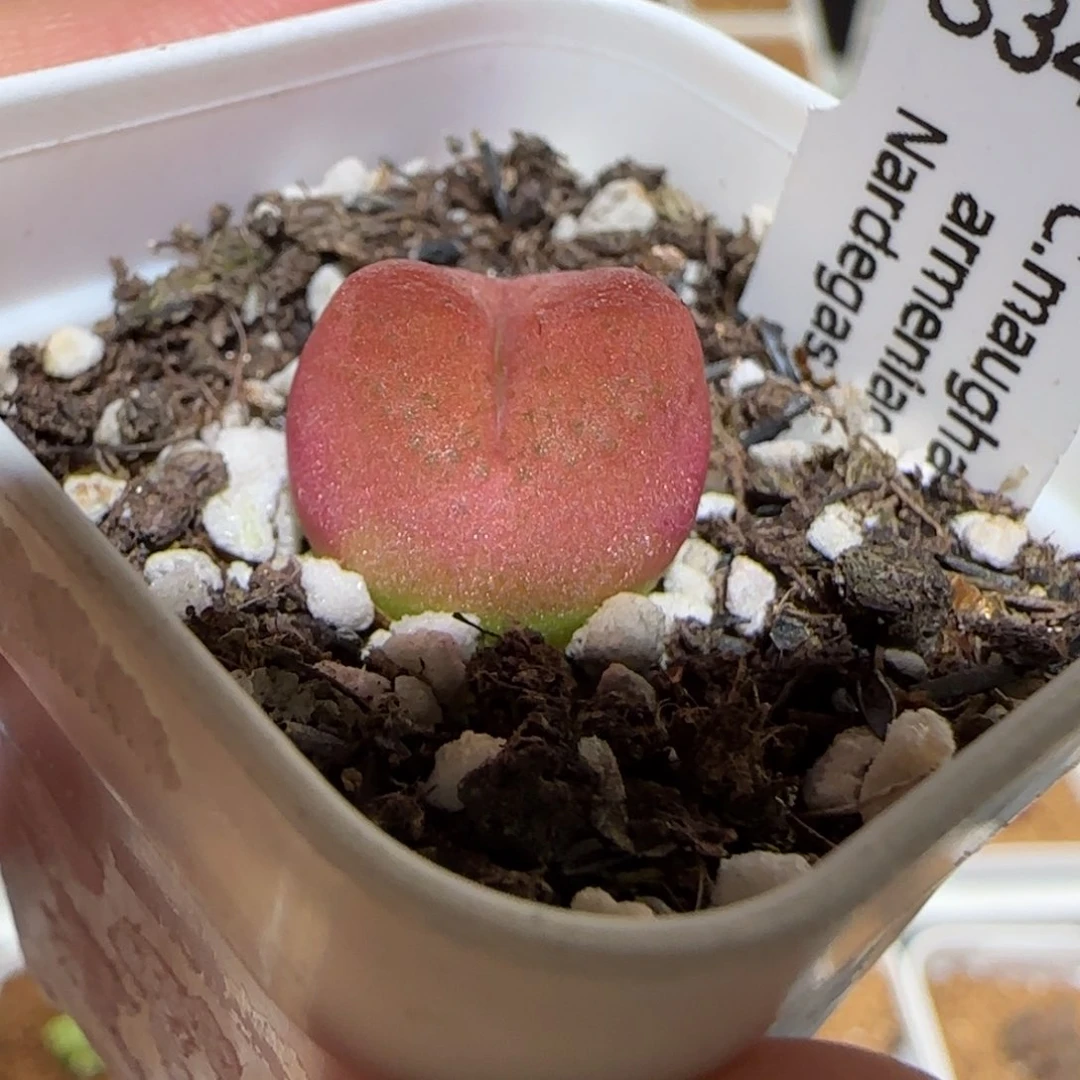 肉锥多肉植物组合-水蜜桃332