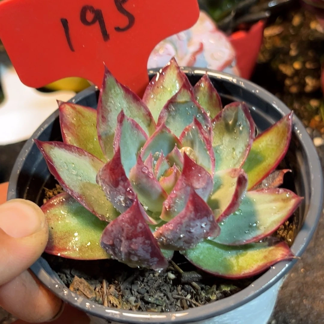 惊鸿一瞥多肉植物195