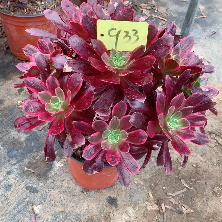 933赤霞飞多肉111111