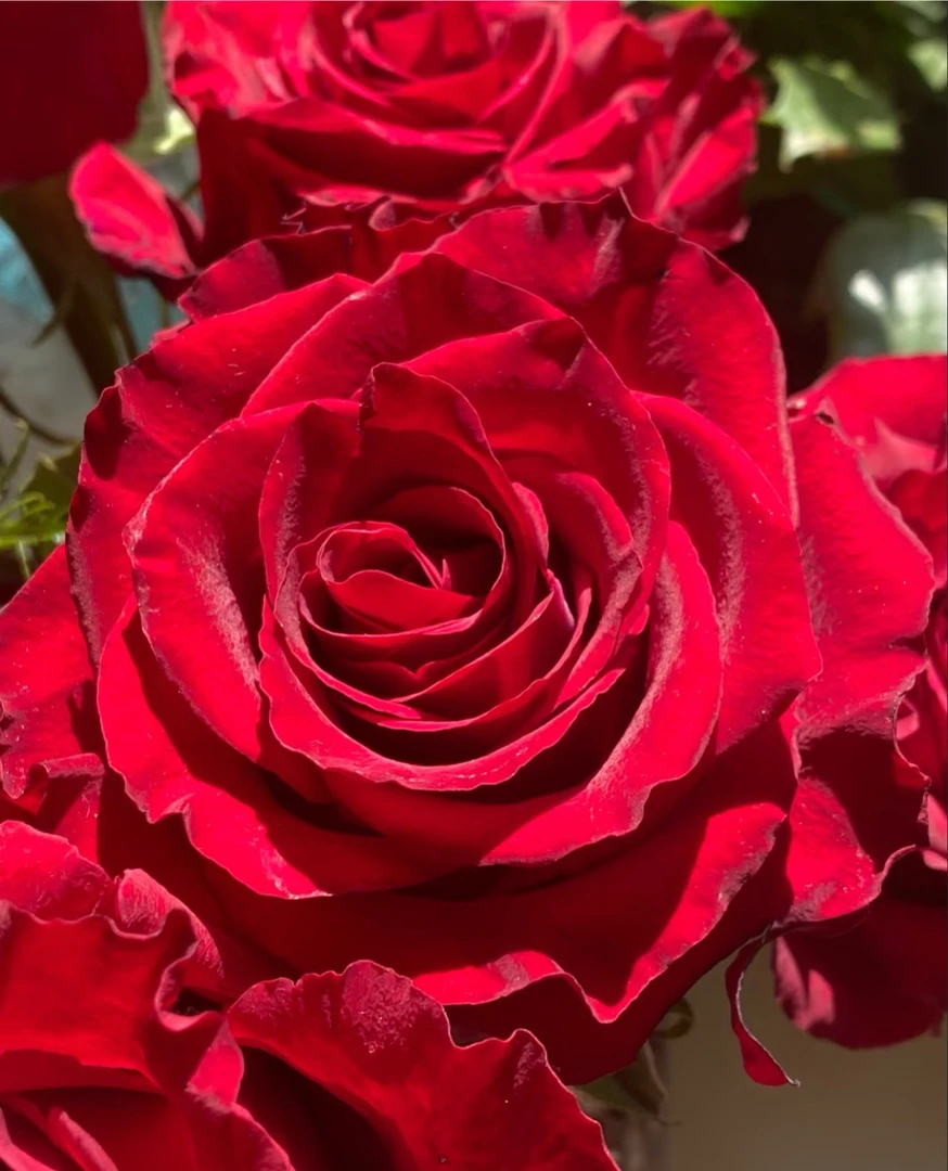 传奇2加仑大花根接切花耐热复花快原盆原土基地发货盆栽