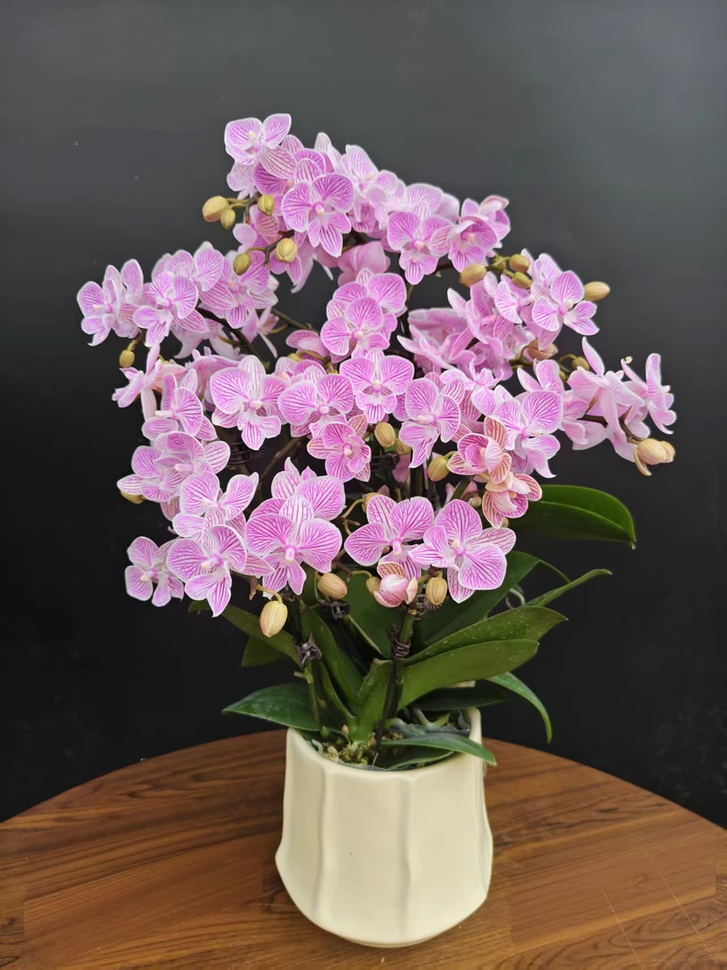 蝴蝶兰《樱花大舌头》粉色系列 带线条 年度爆款花美观花色