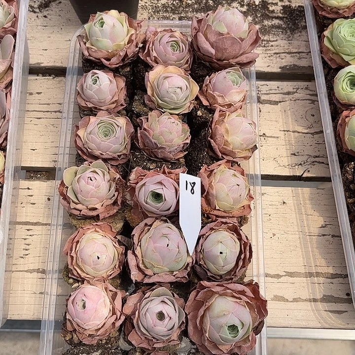 山地玫瑰18号，一物一拍21颗2.8cm左右