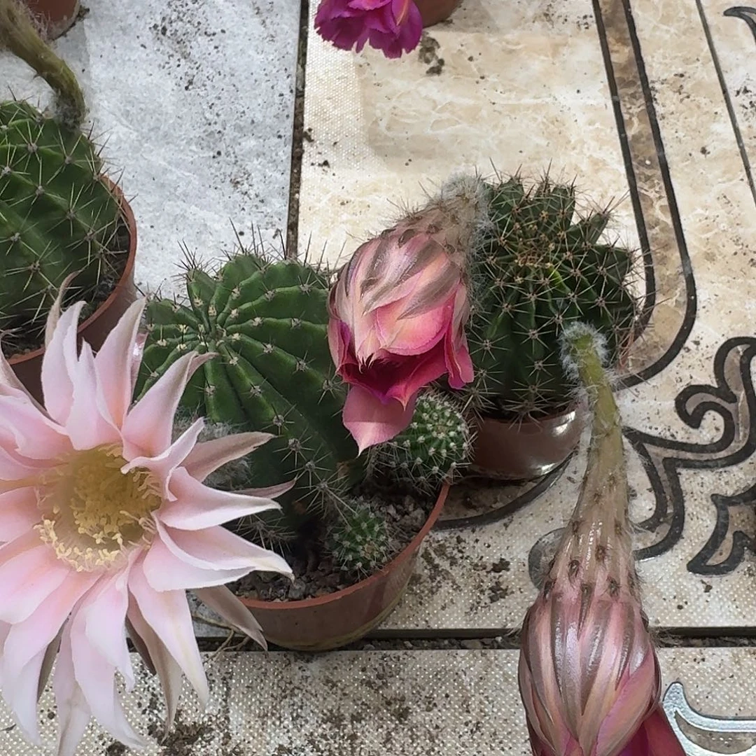 黎***涩彩草哈哈哈哈哈哈哈哈哈