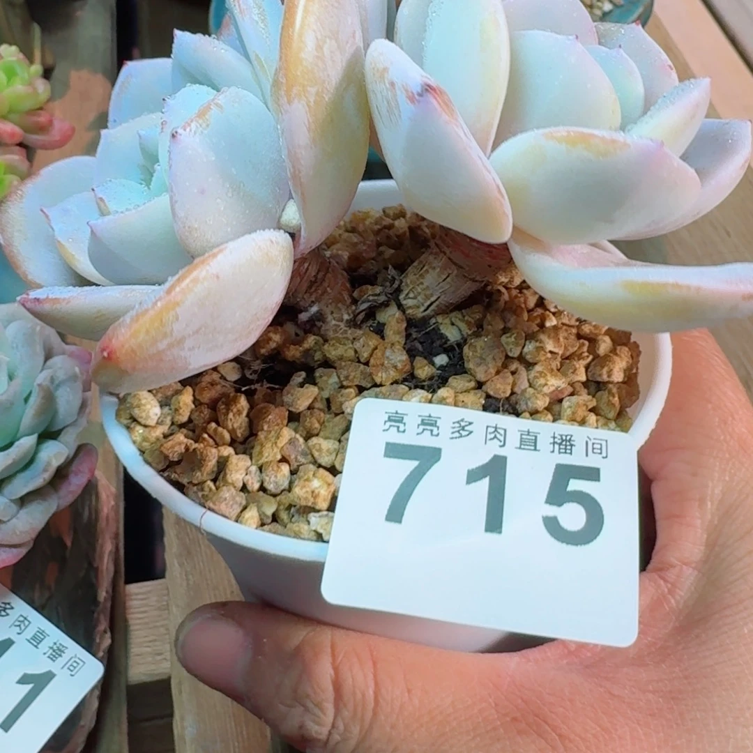 韩版奶茶           精美多肉