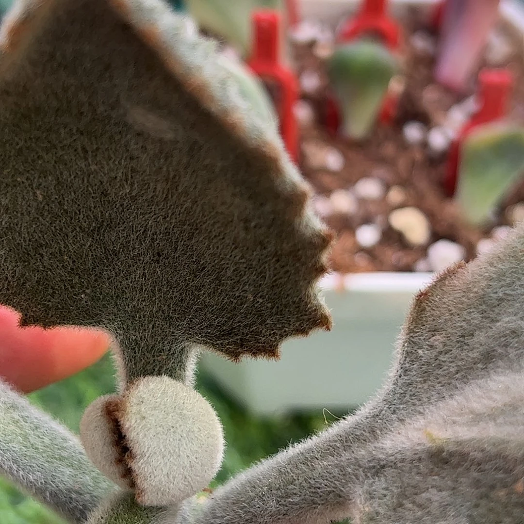 梧***下多肉植物多肉植物
