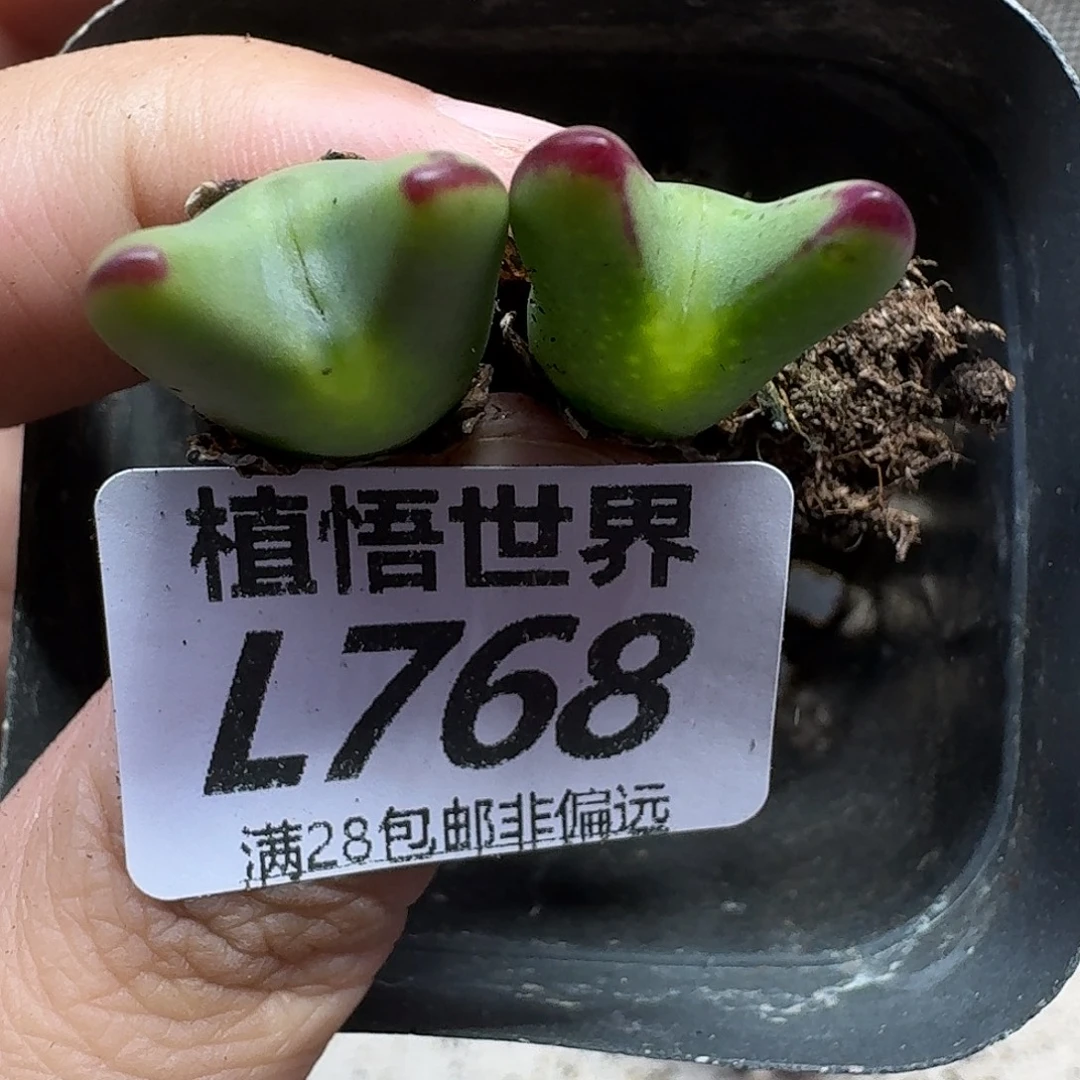 多肉植物的润泽ghj