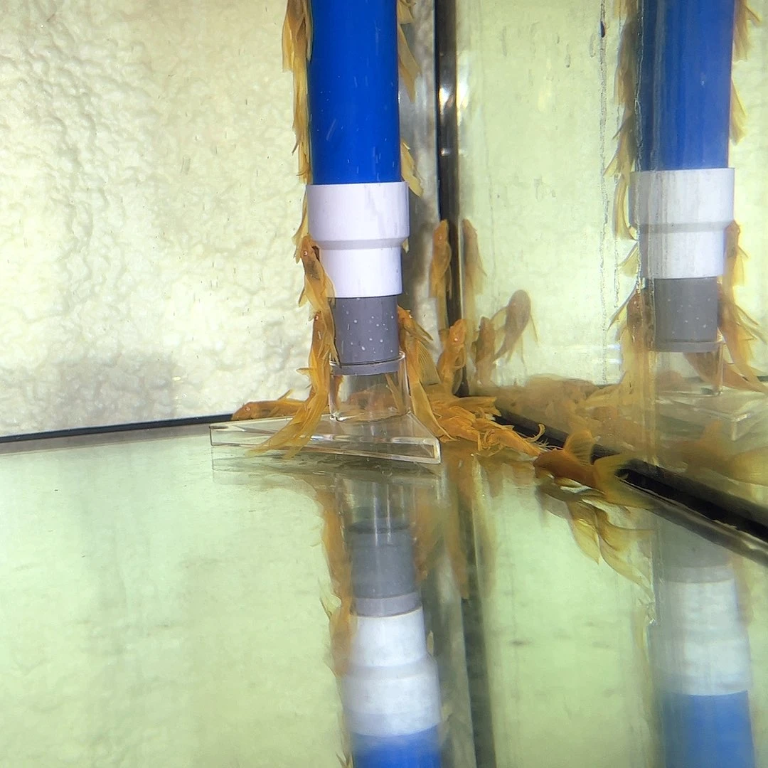 清道夫6不包入缸损大帆两条