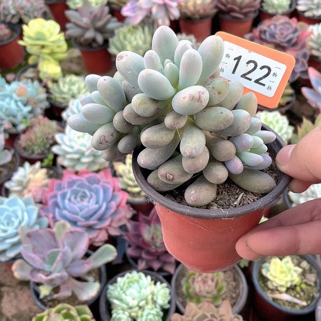 ︶***︶122号多肉植物盆栽