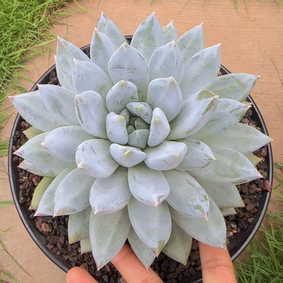 八***了多肉植物多肉植物