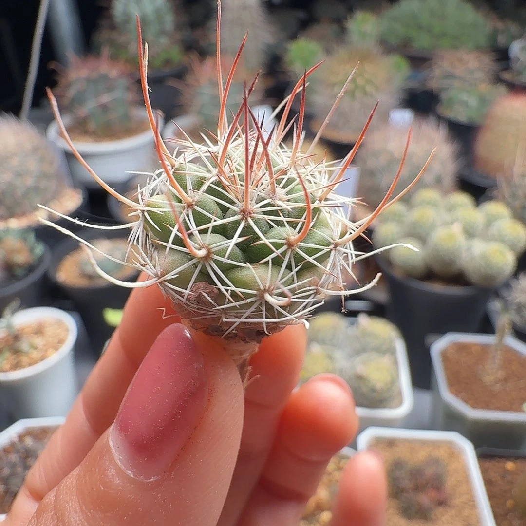 实生强刺乳突裸根发货