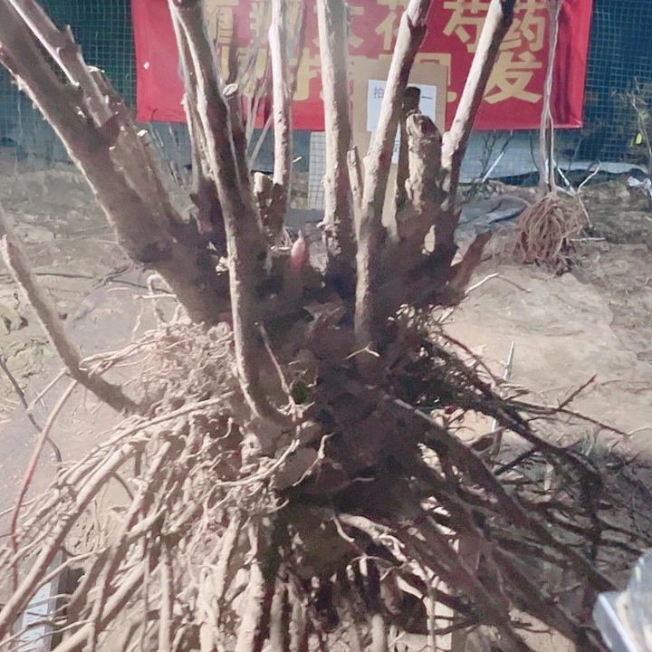 当前无花栽培后可以开花首案红