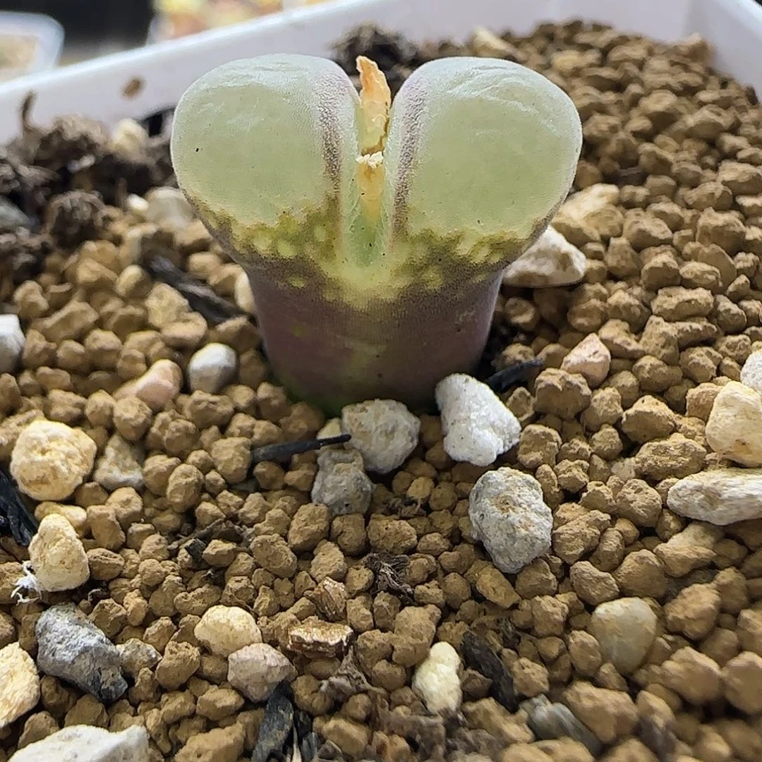 346红风铃带盆土发货