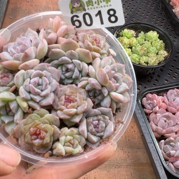 多肉植物多肉植物