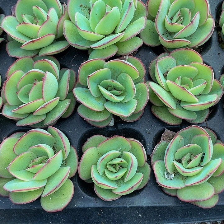 小牡丹亭1元带土发