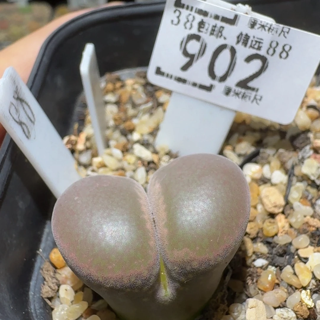 Ssss精品生石花902