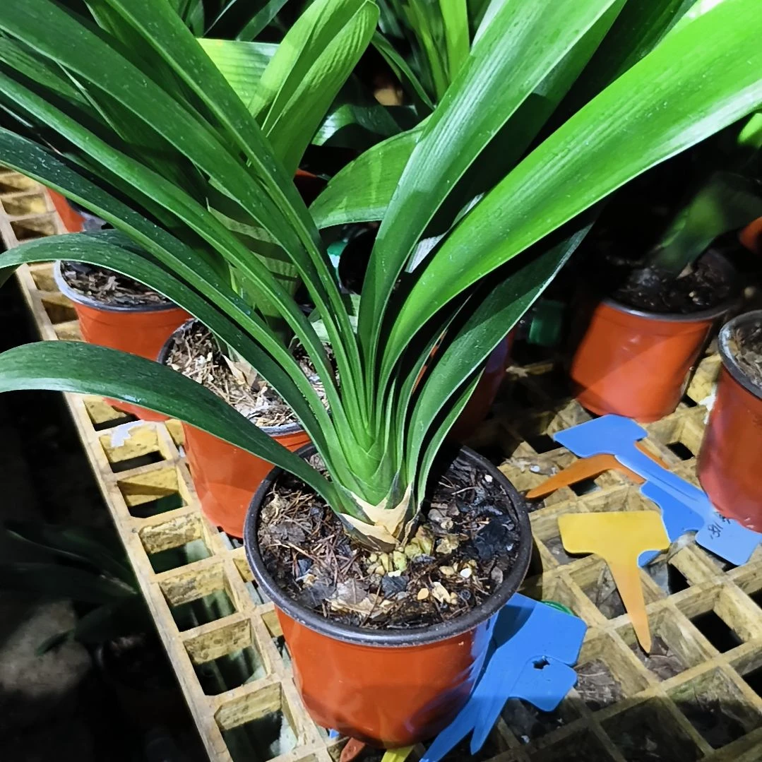 齐***有完全开放黑蝶*黑魁大苗一颗特惠