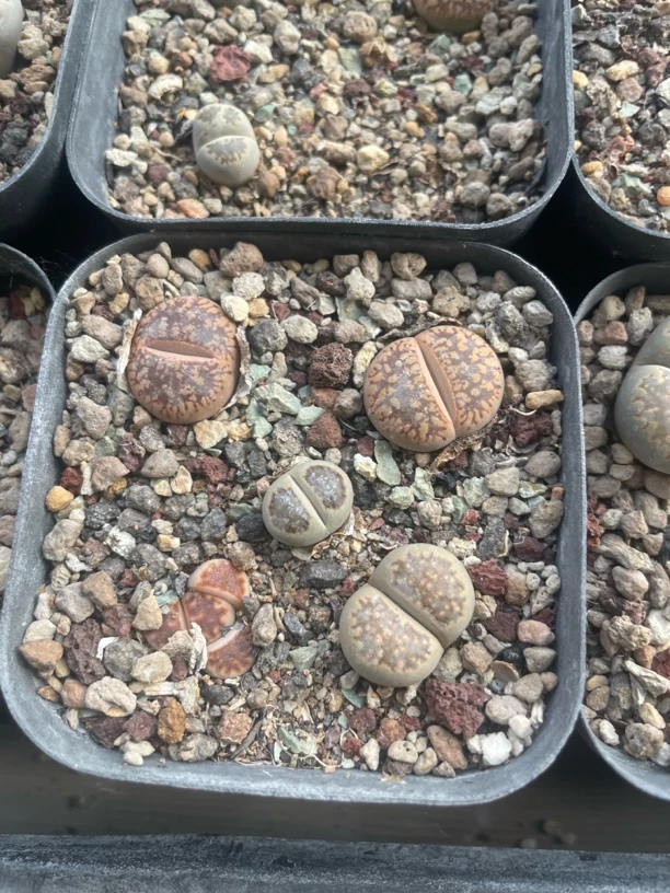 混合生石花PP石头花桌面盆栽吸辐射绿植