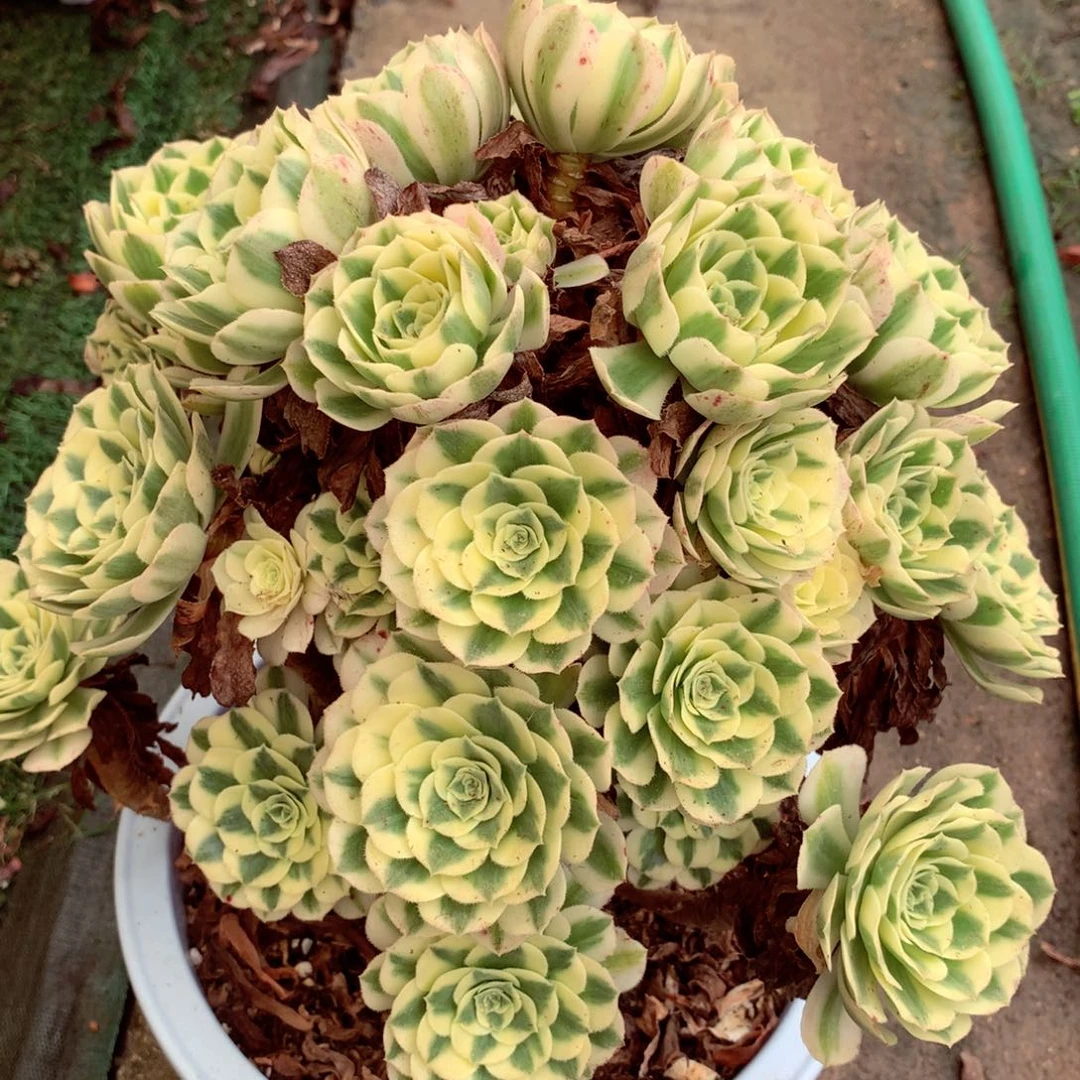 迈巴赫，多肉植物的