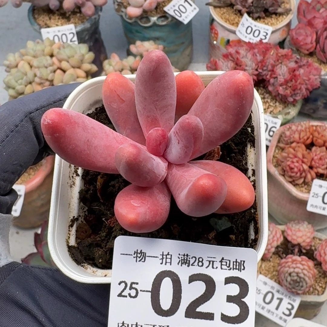 红手指无盆土发货无