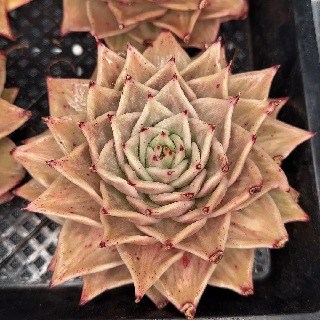 从前慢花园精选星星锦