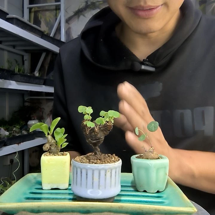 琪*兜中青园艺一物一拍259