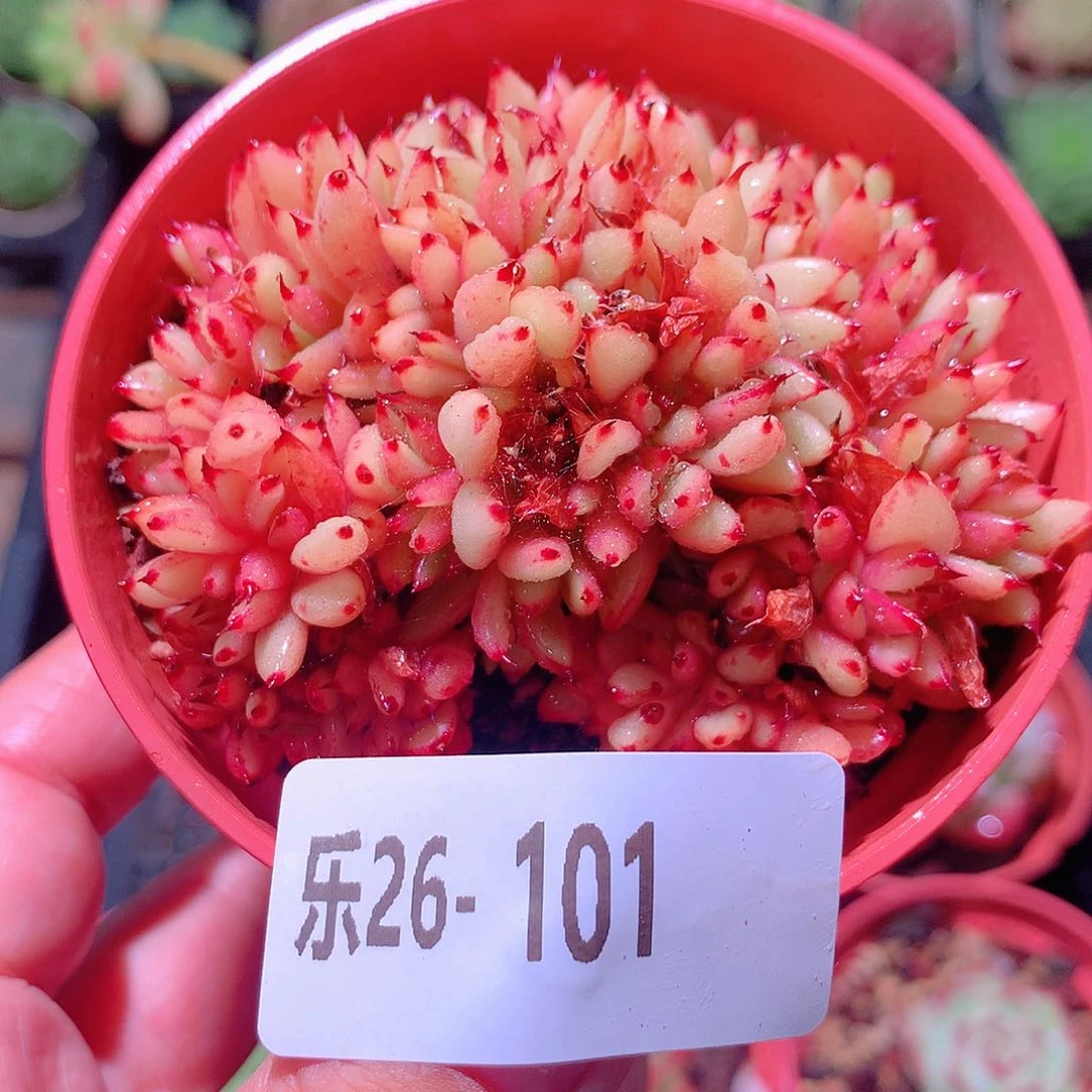 乐然26-101 乌木缀化